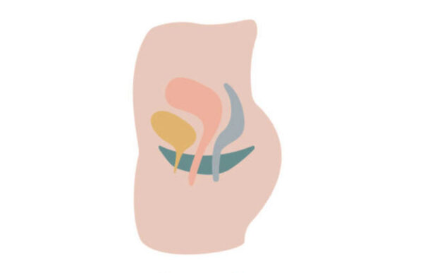 Pelvic Floor Anatomy